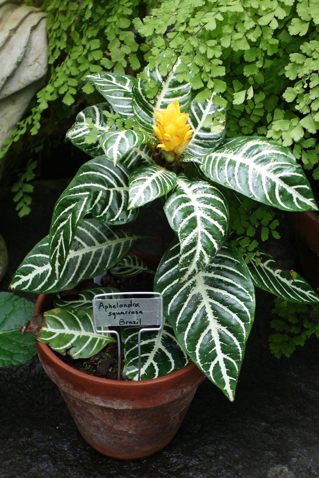 Zebra plant in conservatory tropical houseplant for vacation watering when away for a week with self watering pots and spikes