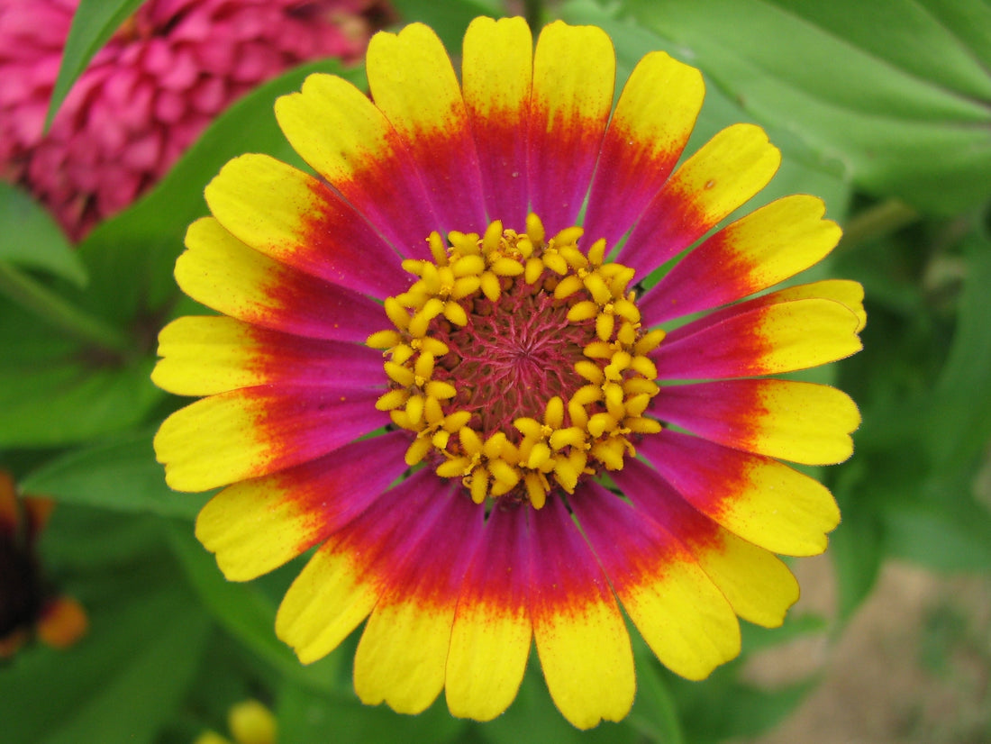 Zinnia plant foliage — zinnia light requirements guide