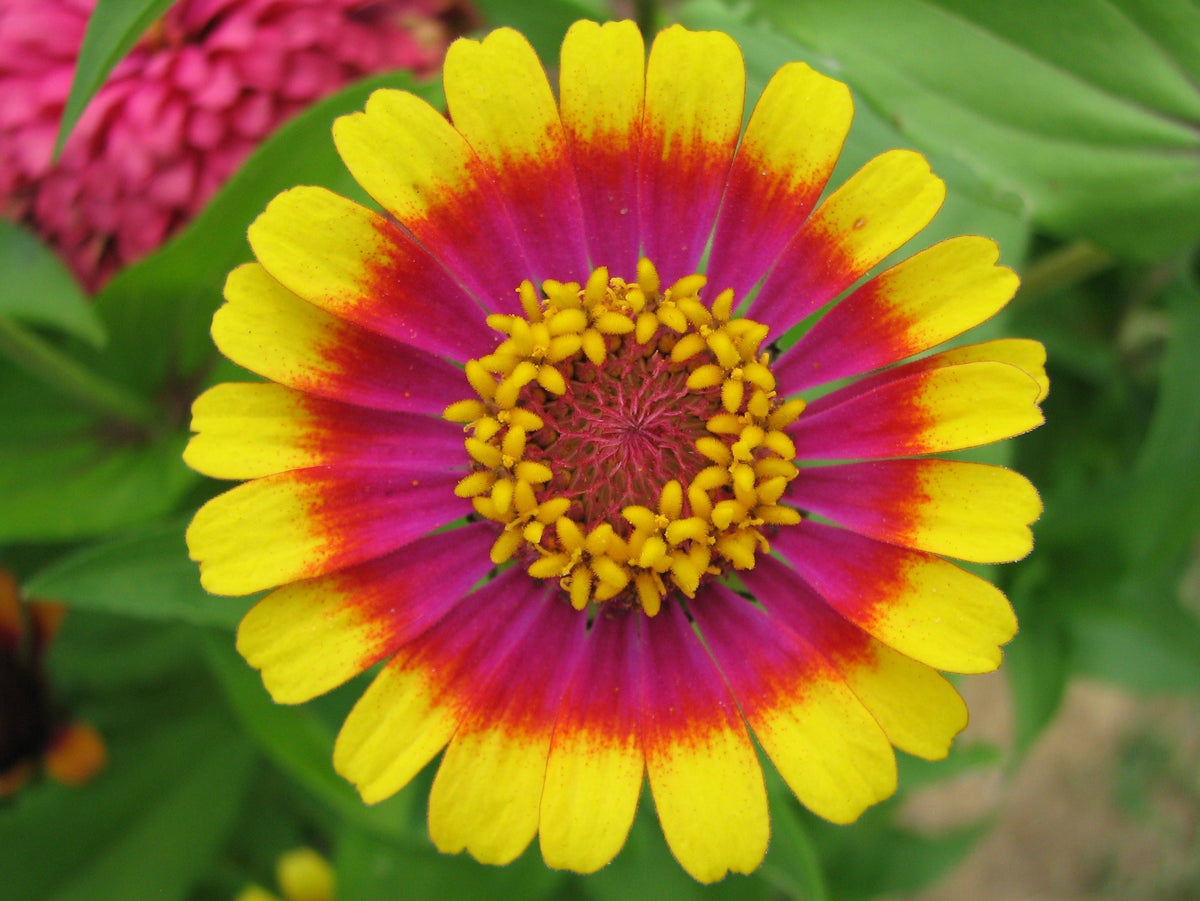 Zinnia plant foliage — zinnia light requirements guide