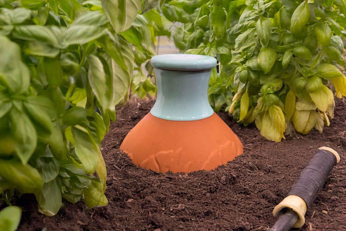 Ollas for Beans and Peas, BabaBerry olla guide