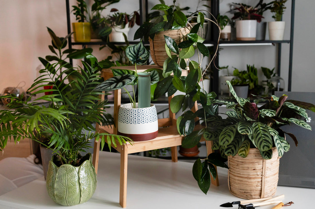 The Best Way to Water Plants While on Vacation