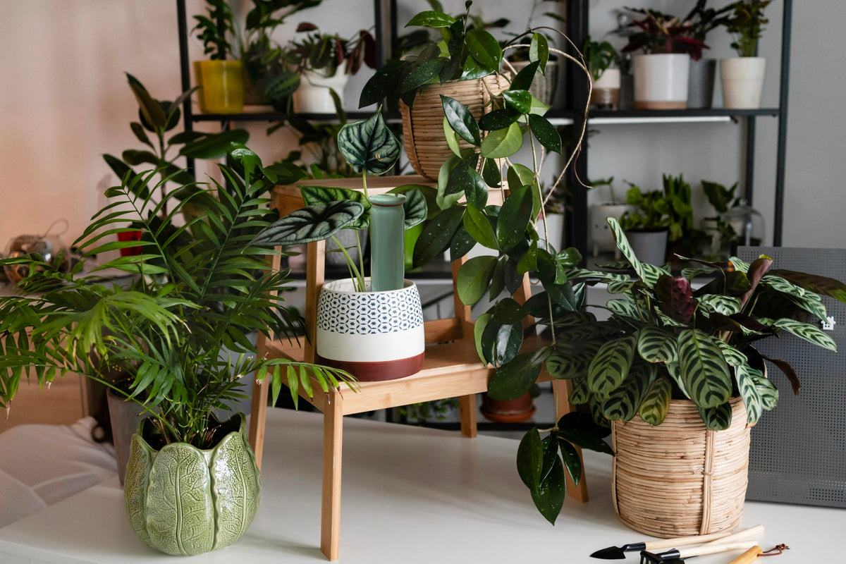 How to Keep Plants Watered While on Vacation