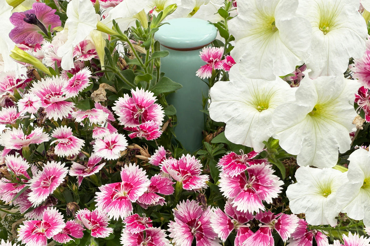 How to Water Indoor Plants While Away
