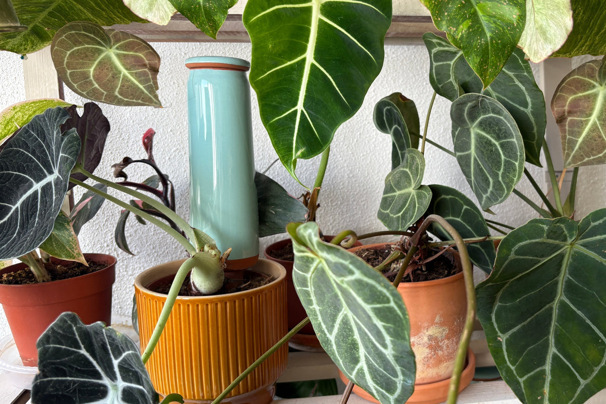 How Olla Watering Systems Work: The Science of Clay Pot Irrigation