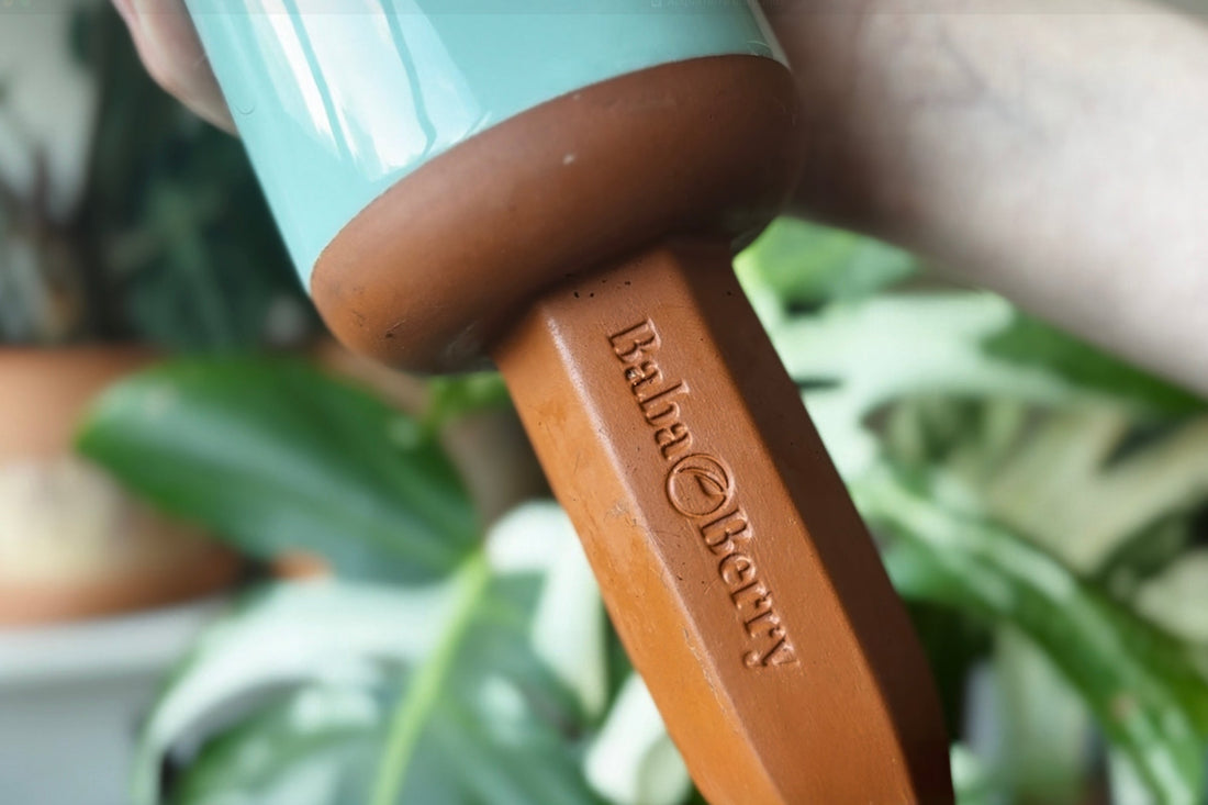 Ollas for Indoor Plants: When They Work and When They Don’t
