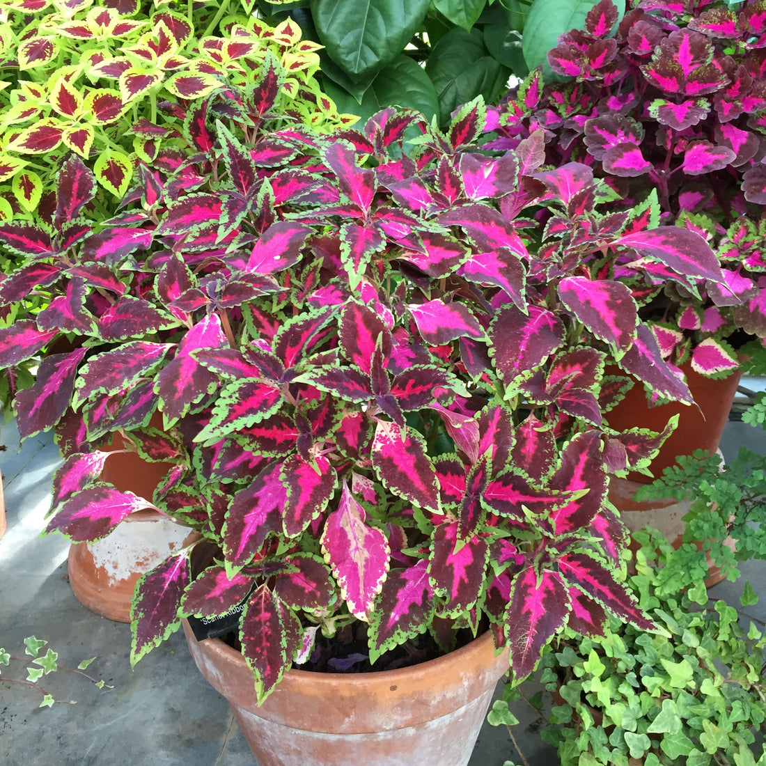 Coleus plant in pot patio container gardening to keep watered while on vacation with a self watering spike