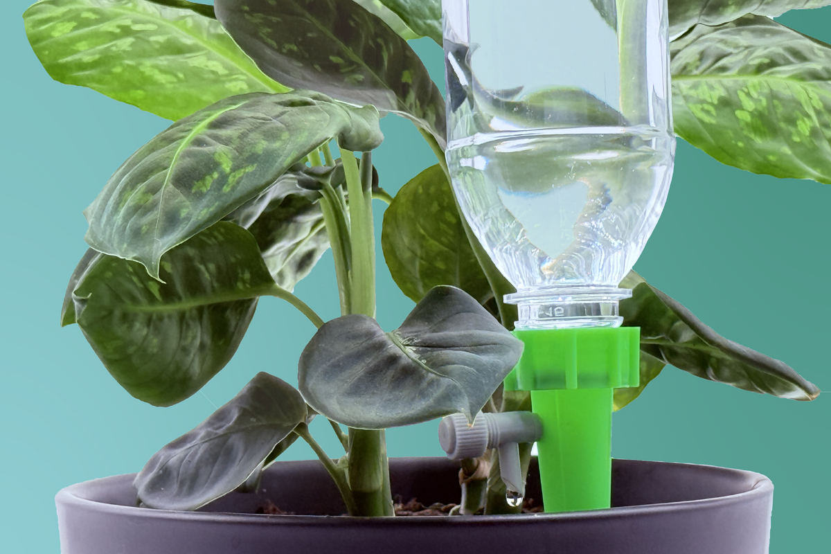 Best Indoor Plants for Self Watering Drip Spikes