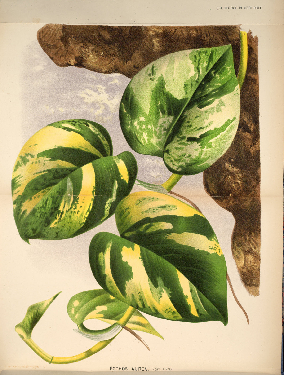 Devil's Ivy (golden pothos) trailing foliage — devil's ivy light requirements guide