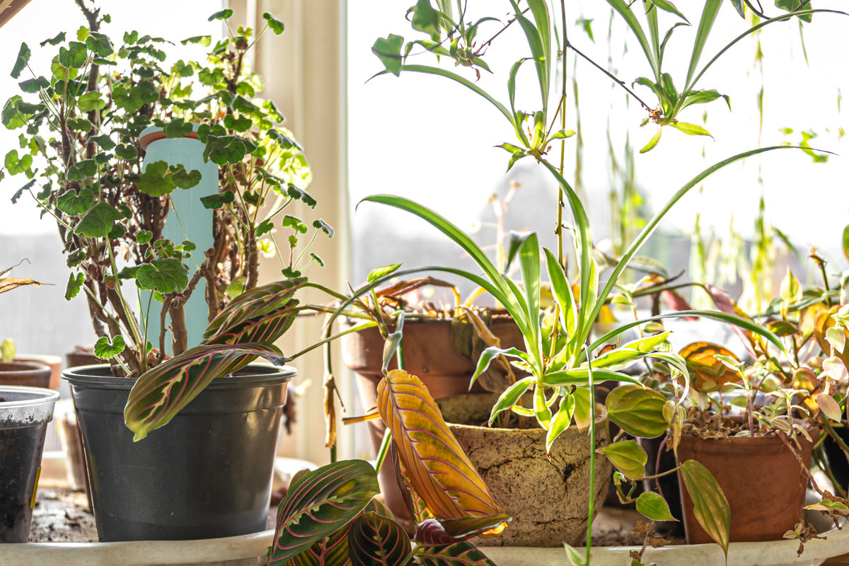 How to Water Plants While on Vacation for 2 Weeks