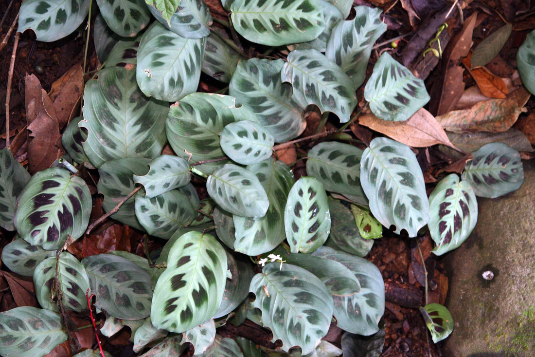 Prayer plant maranta leuconeura patterned foliage houseplant for plant care while on vacation with a self watering planter insert