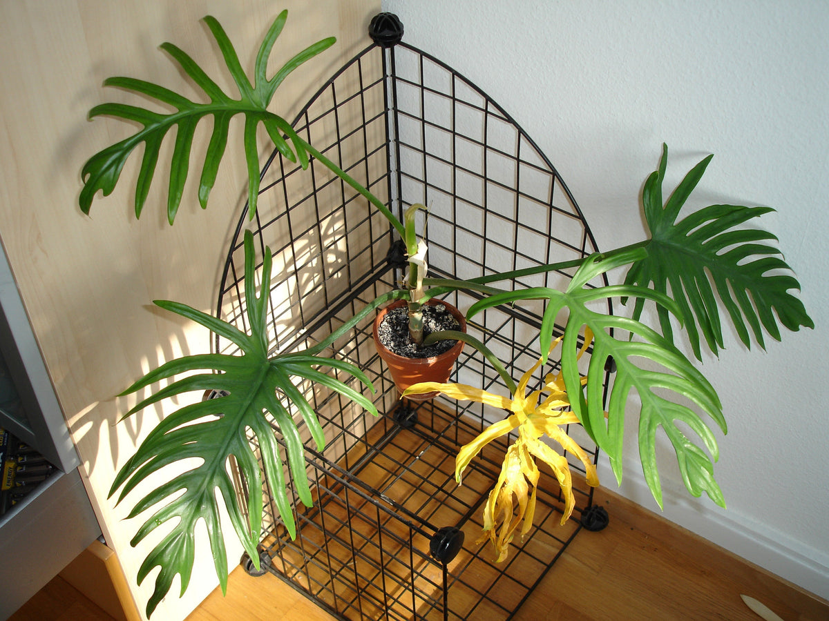 Philodendron plant foliage — philodendron light requirements guide