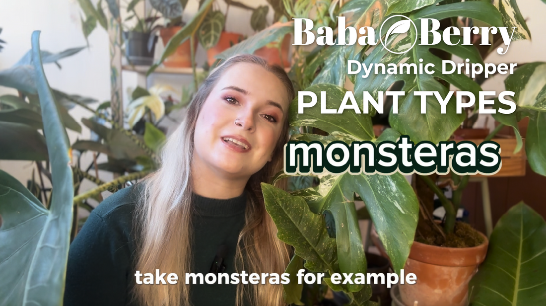 Self Watering Dripper for Tropical & Drought-Tolerant Plants Best Plants for the Dynamic Dripper