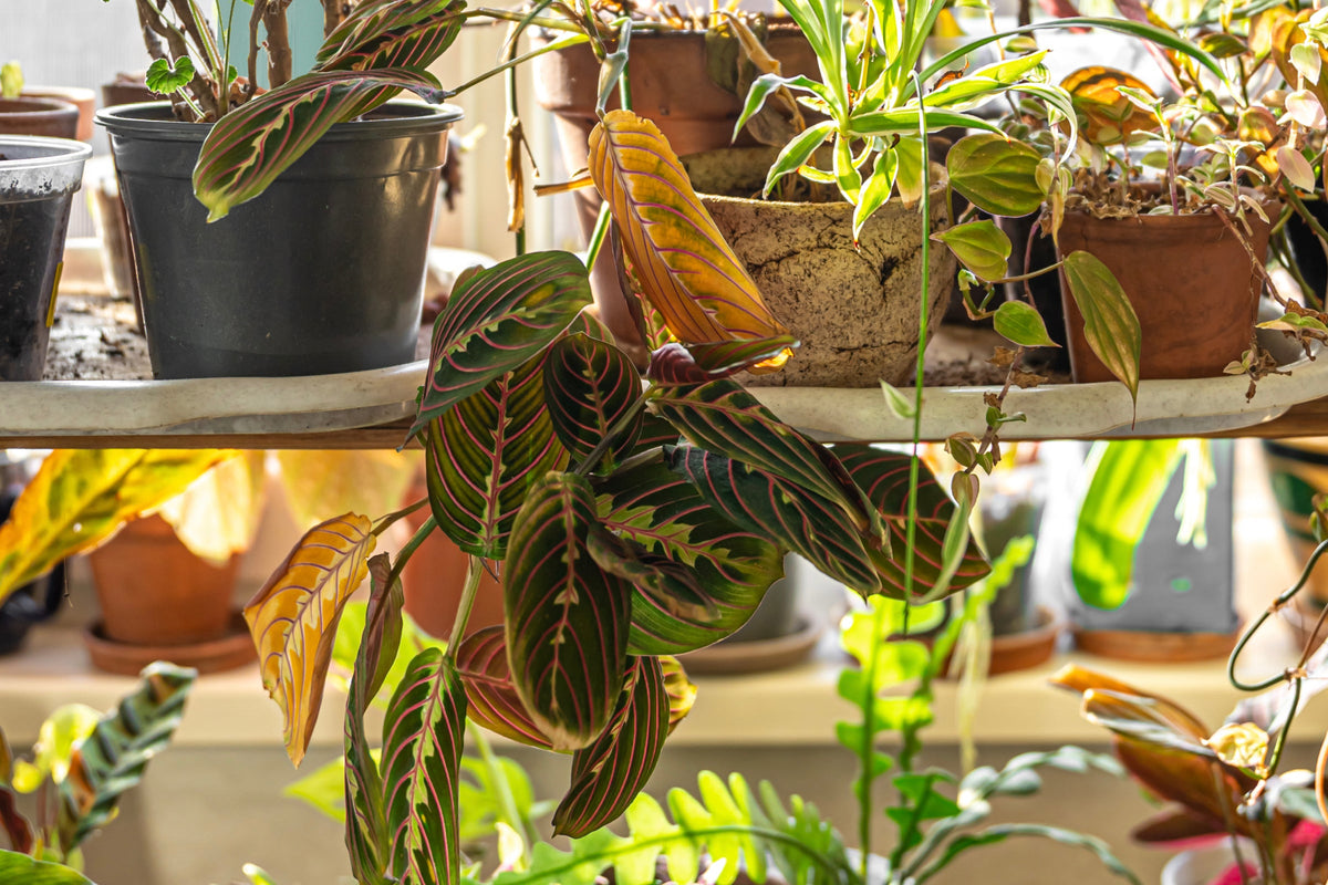 Ways to Water Plants While Away: 7 Methods
