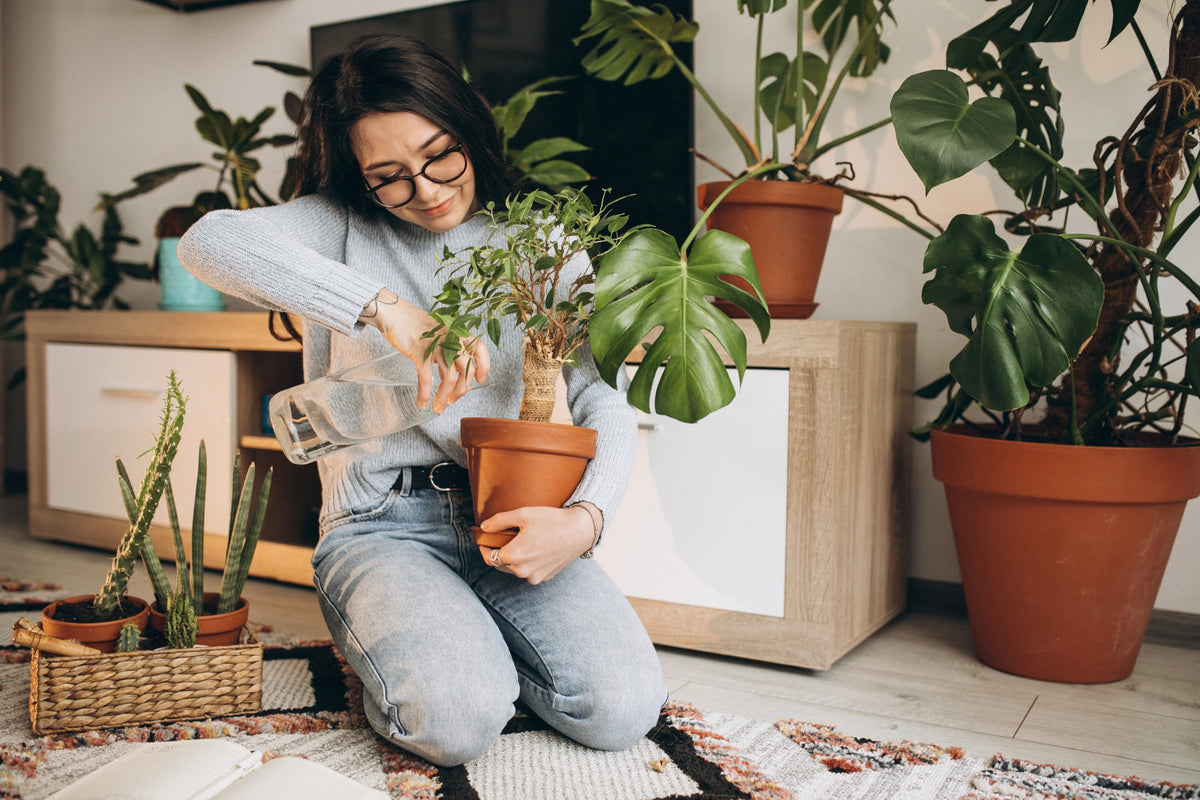 Why Is My Plant Wilting? Thirst vs Root Rot, BabaBerry watering guide
