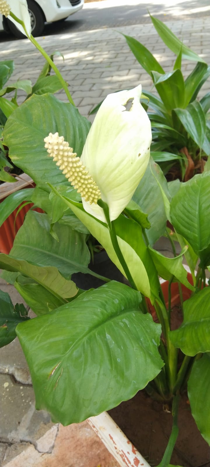 Spathiphyllum plant foliage — spathiphyllum light requirements guide