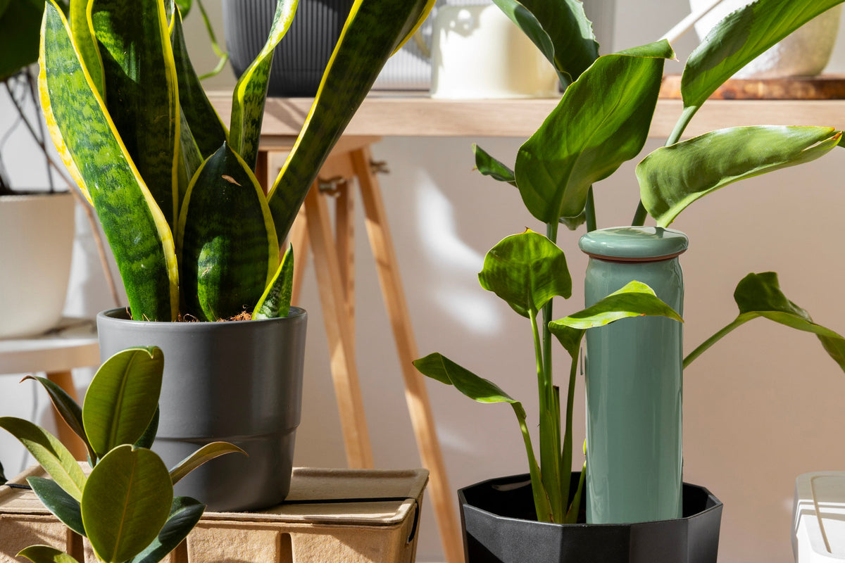 How to Collect and Use Rainwater for Houseplants, BabaBerry watering guide