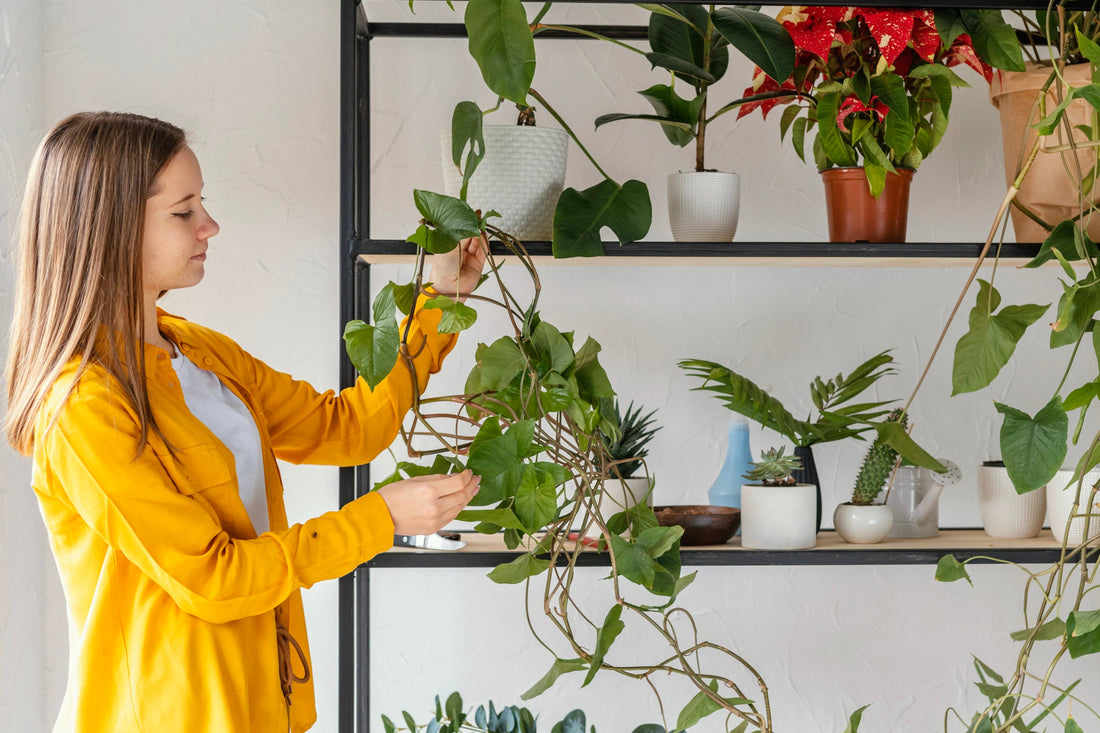 Sunburn on Houseplants: What It Looks Like, BabaBerry watering guide