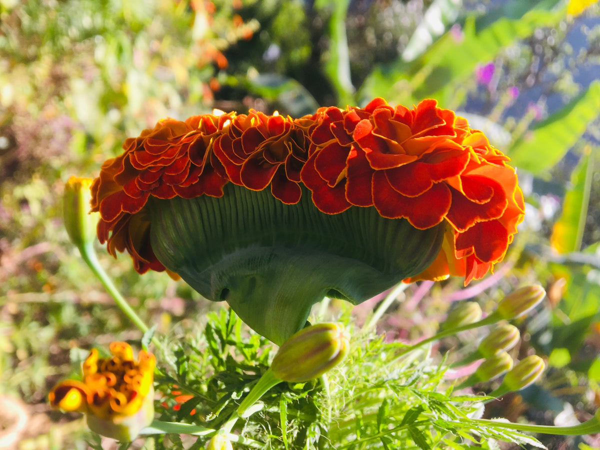 Marigold plant foliage — marigold light requirements guide