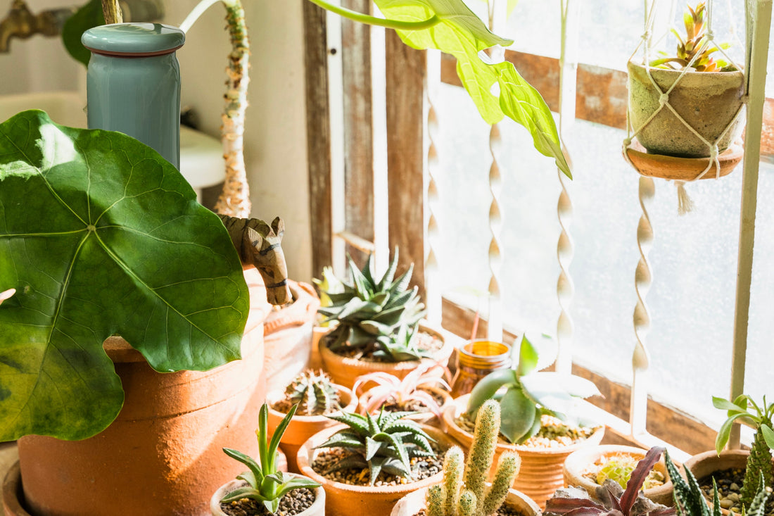 Mushrooms in Houseplant Soil — Should You Worry?, BabaBerry watering guide