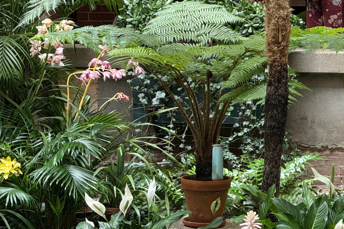 Holiday Plant Watering System: Set It and Forget It