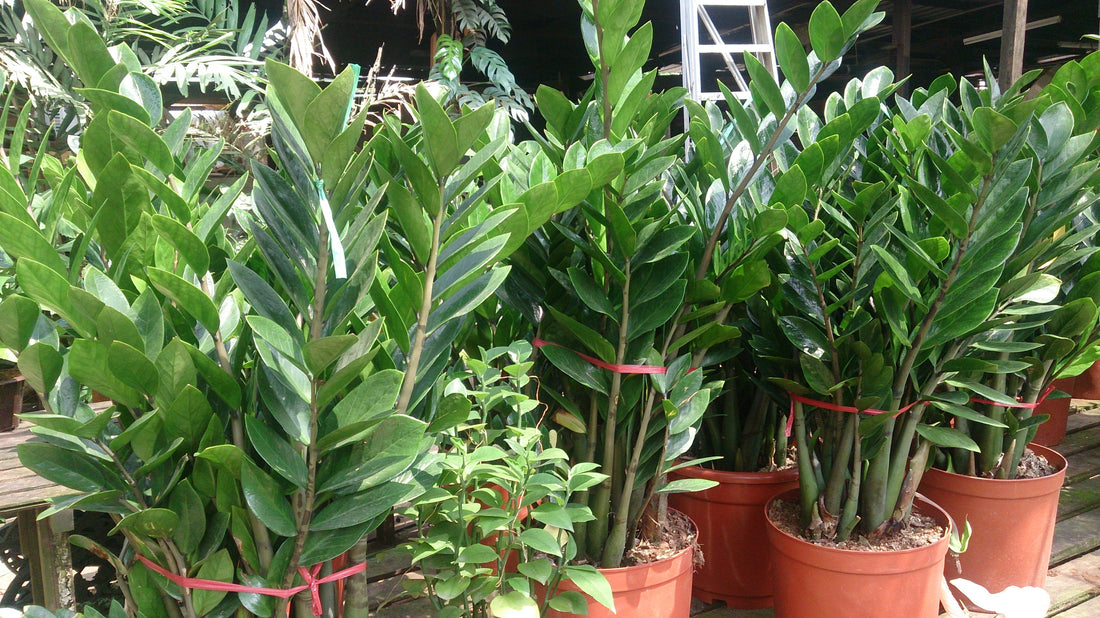 ZZ Plant plant foliage — zz plant light requirements guide