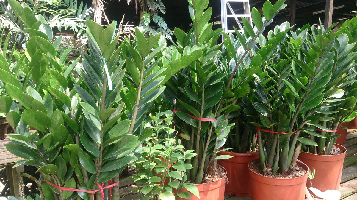 ZZ Plant plant foliage — zz plant light requirements guide