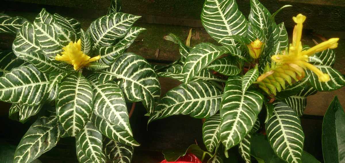 Zebra Plant plant foliage — zebra plant light requirements guide