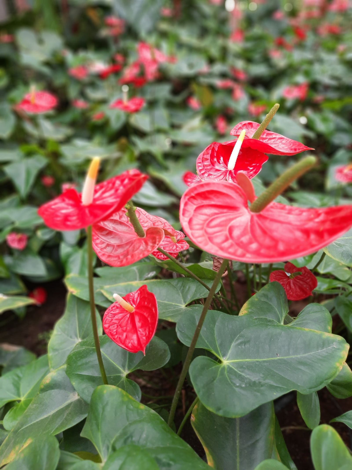 Watering an Anthurium, BabaBerry plant guide