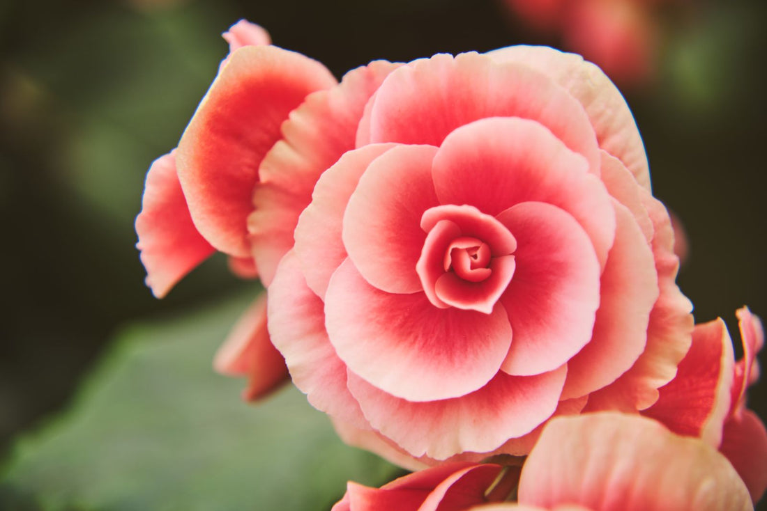 White Mold on Houseplant Soil: What It Is and What to Do, BabaBerry watering guide