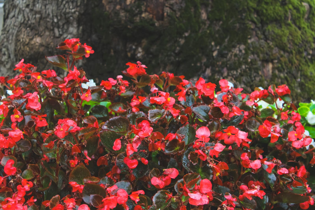 Begonia plant foliage — begonia light requirements guide