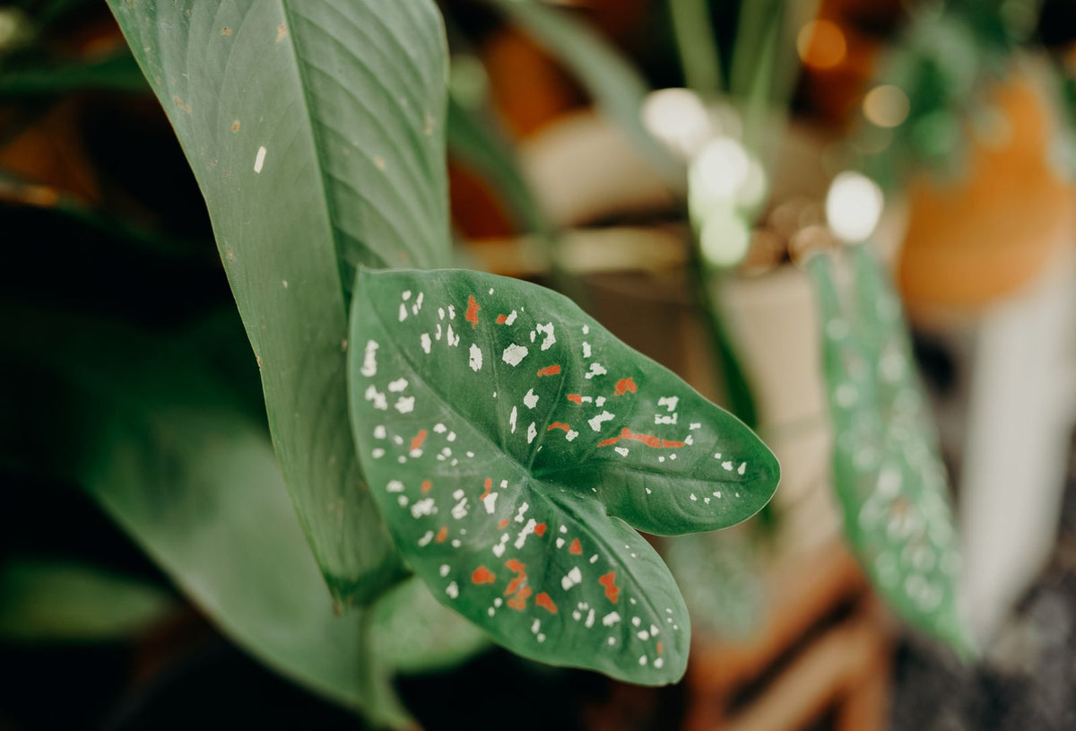 Caladium Care plant, BabaBerry care guide