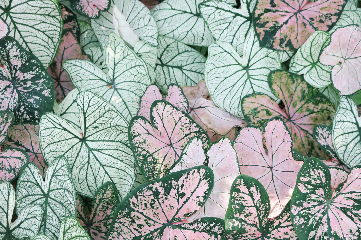 Caladium plant foliage — caladium light requirements guide