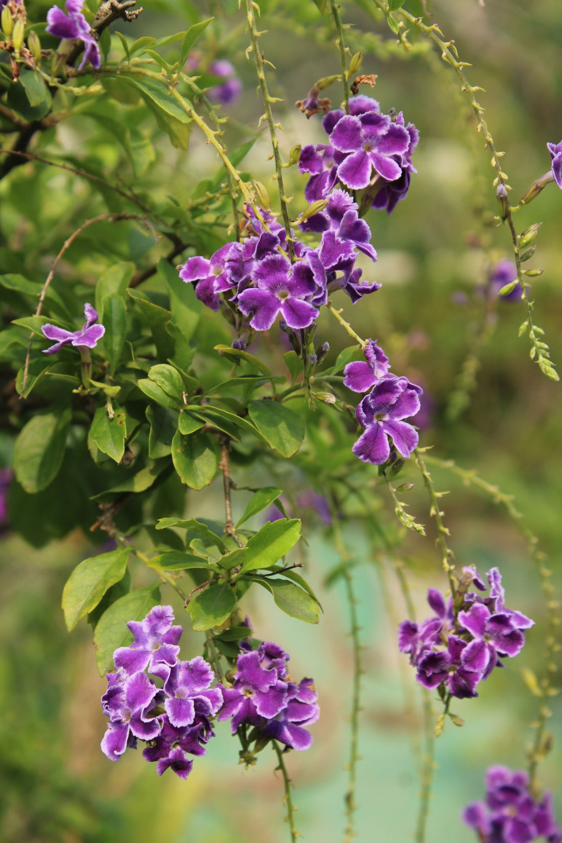 How Often to Water Cape Primrose, BabaBerry plant guide