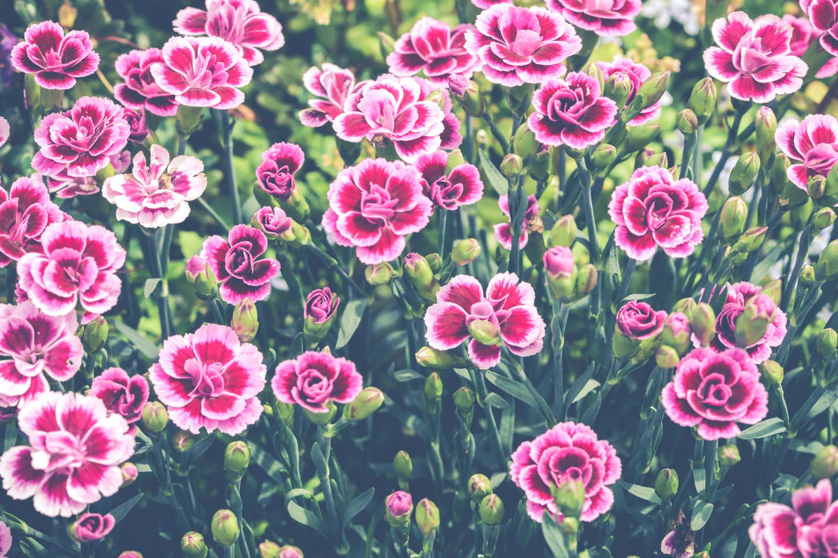 Carnation (Dianthus) Growing Guide plant, BabaBerry care guide