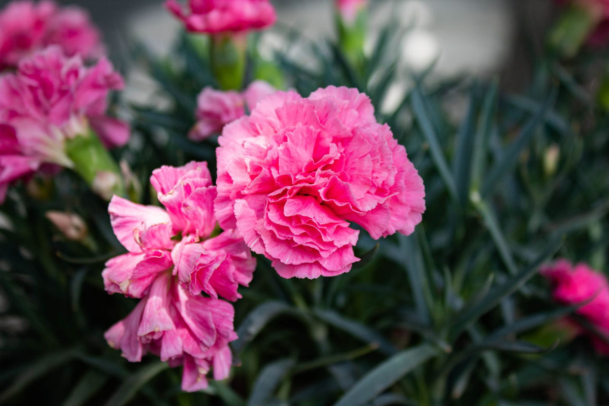 Carnation plant foliage — carnation light requirements guide