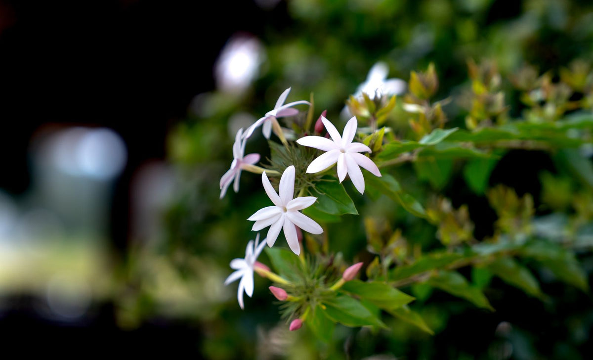 How Often to Water Chinese Jasmine, BabaBerry plant guide