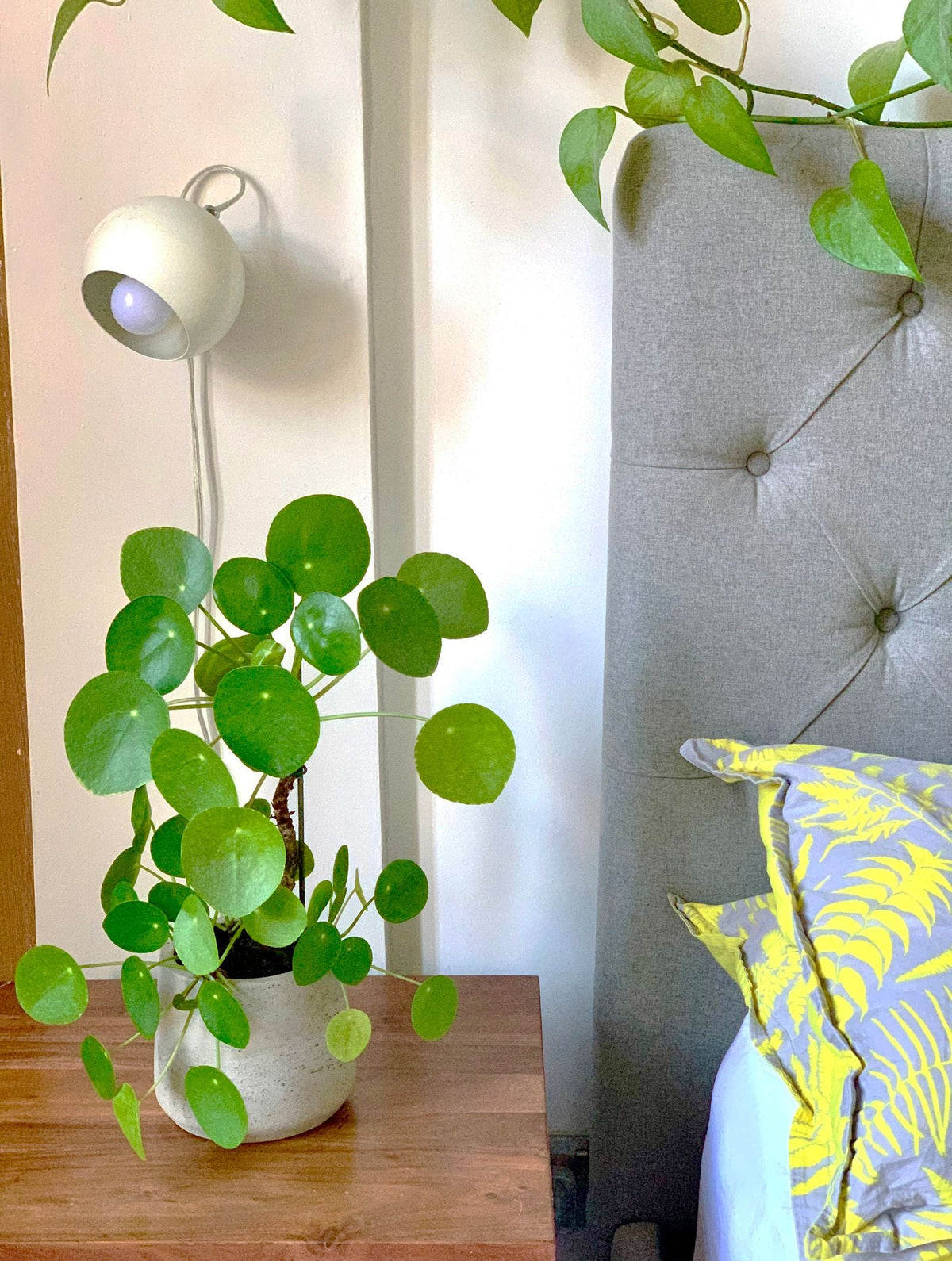How Often to Water a Chinese Money Plant, BabaBerry plant guide