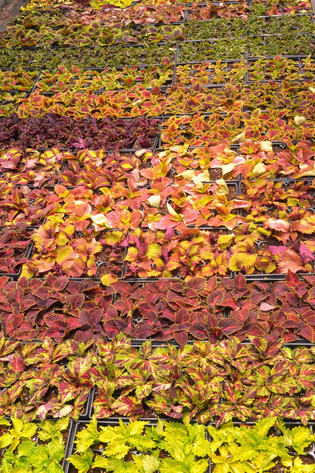 Do You Need to Empty the Saucer? Why Standing Water Kills Roots, BabaBerry watering guide