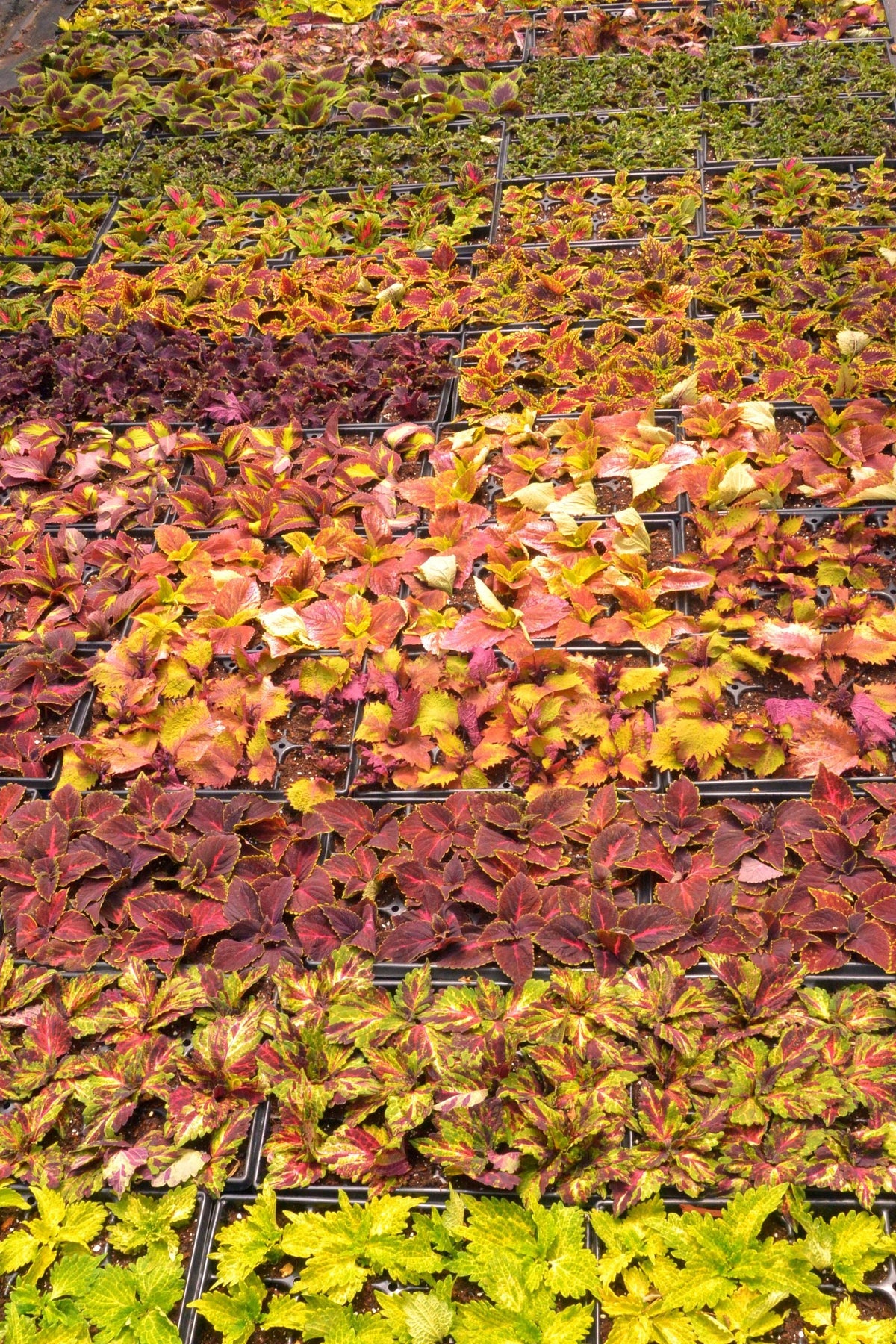 Do You Need to Empty the Saucer? Why Standing Water Kills Roots, BabaBerry watering guide