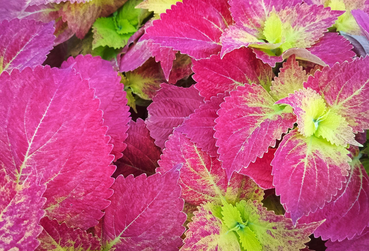 How Big Does Coleus Get? Size and Growth Rate plant, BabaBerry care guide