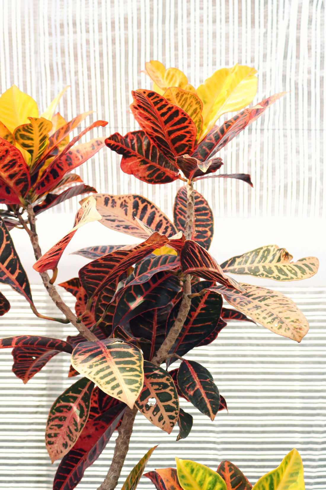 Signs of Nutrient Deficiency in Houseplants, BabaBerry