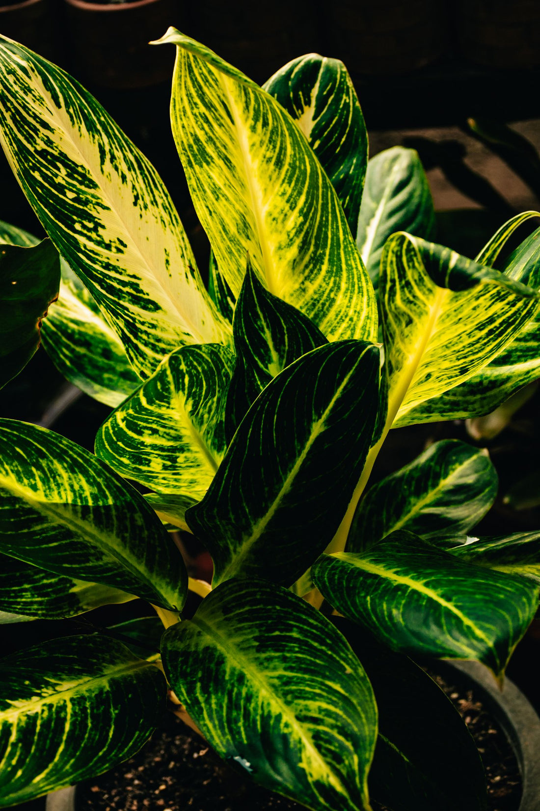 Dumb Cane Care plant, BabaBerry care guide