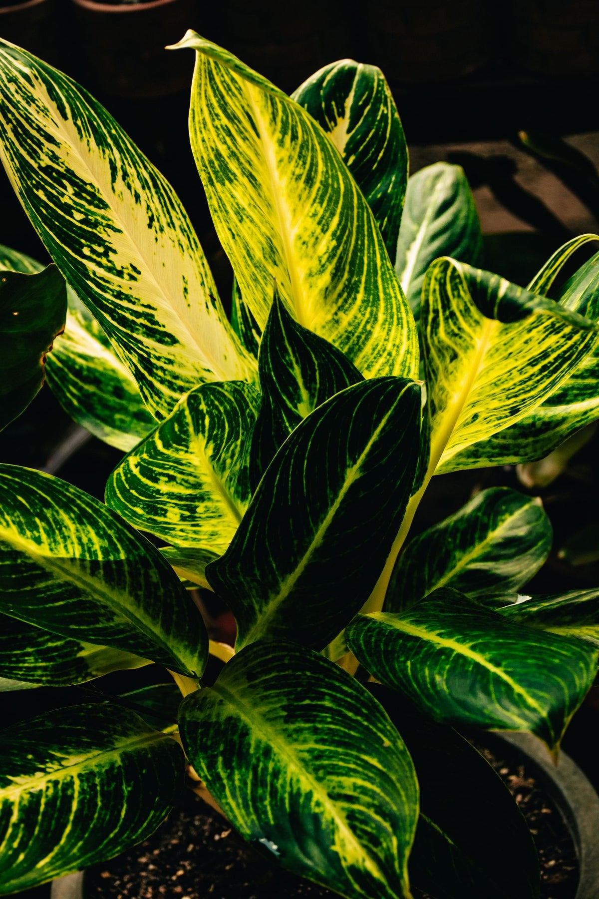 Dumb Cane Care plant, BabaBerry care guide