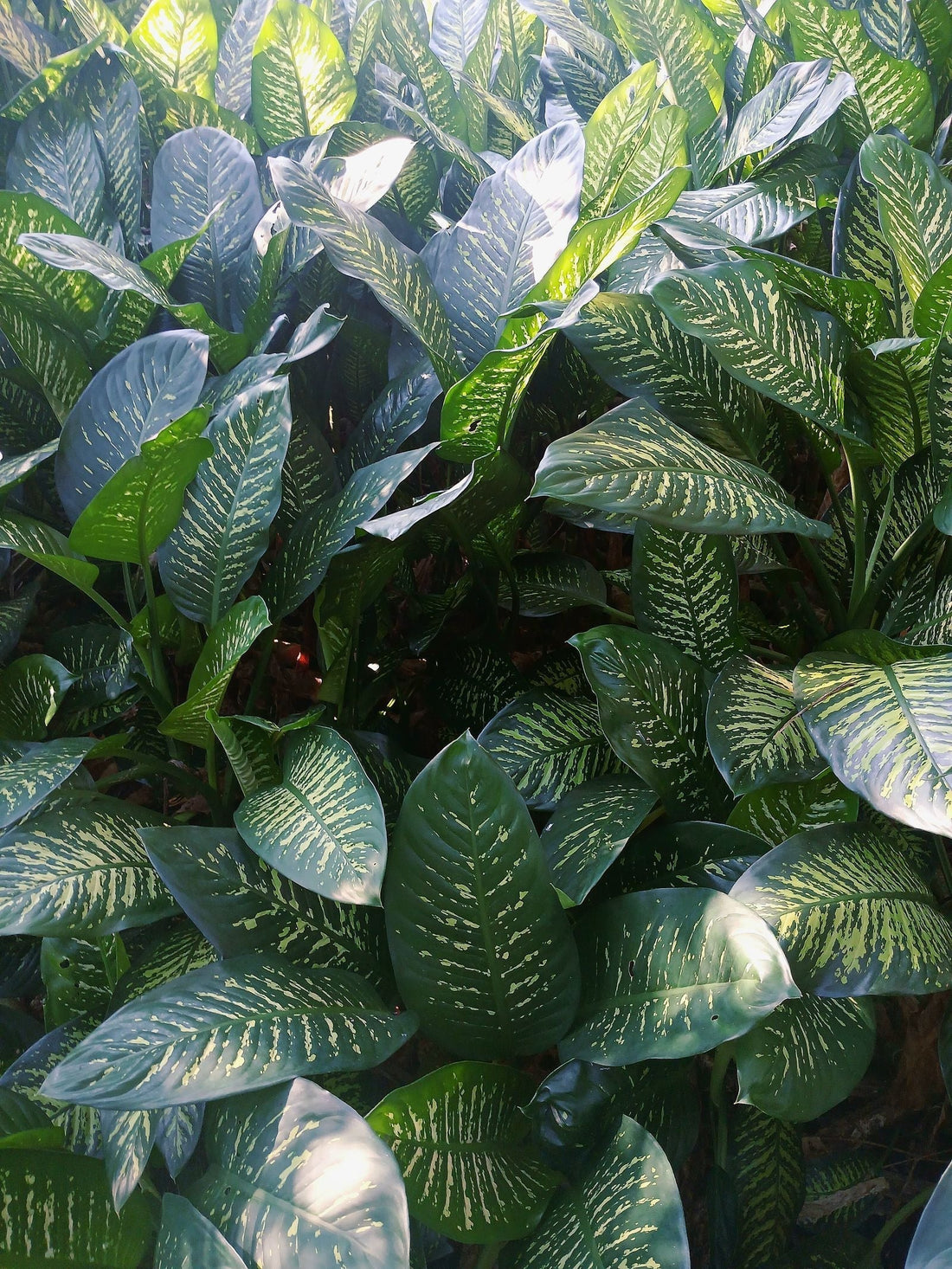 Dieffenbachia plant foliage — dieffenbachia light requirements guide