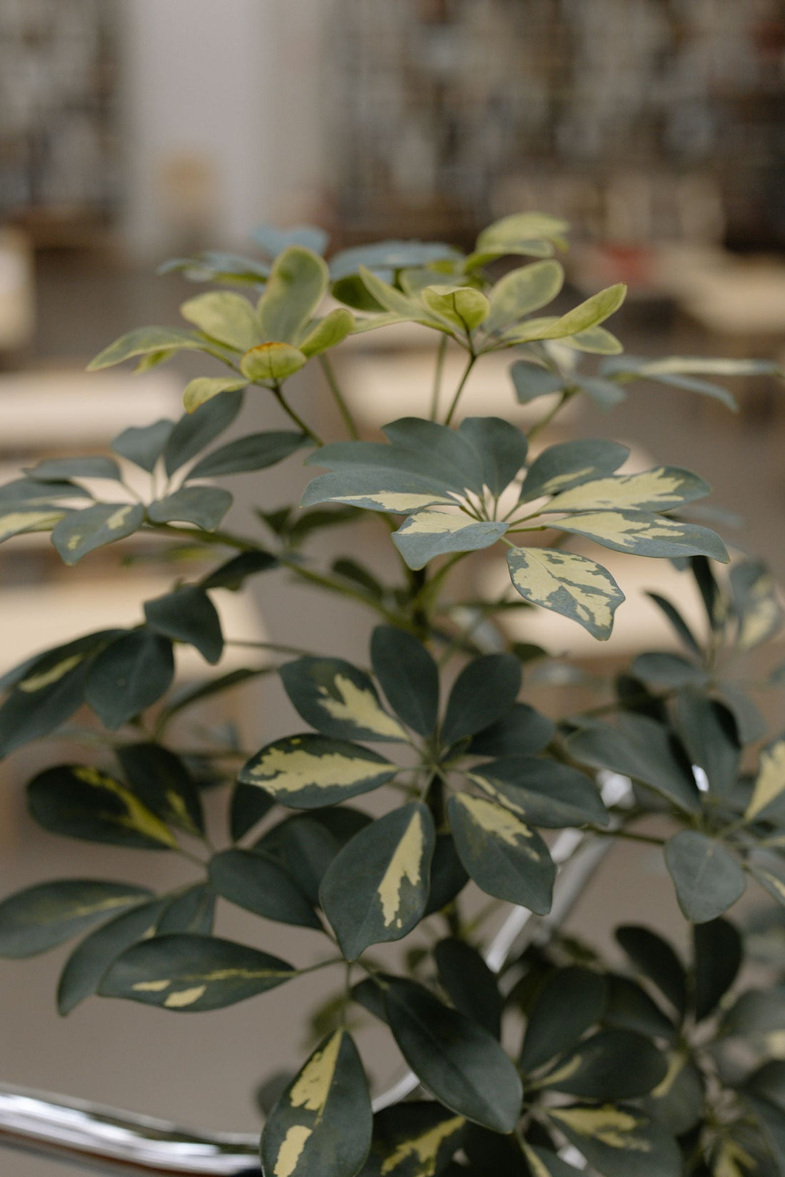 How Often to Water a Dwarf Umbrella Plant, BabaBerry plant guide