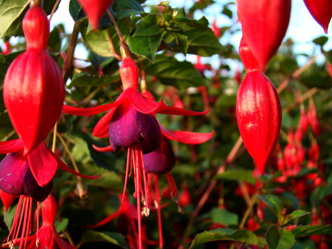 Fuchsia Care plant, BabaBerry care guide
