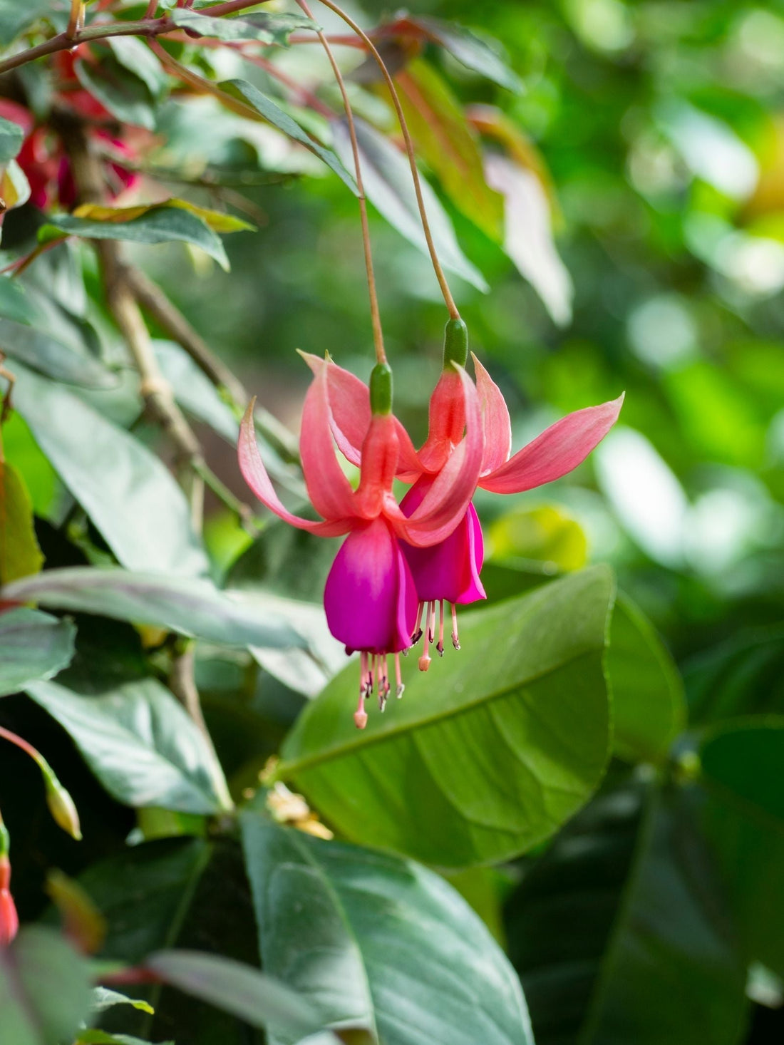 Fuchsia plant foliage — fuchsia light requirements guide