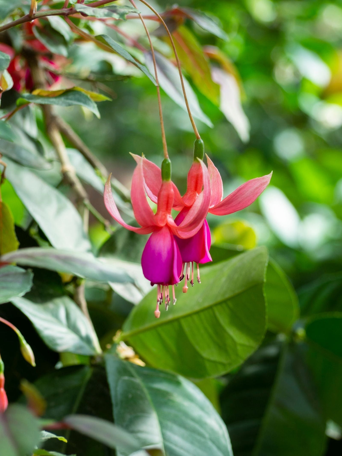 Fuchsia plant foliage — fuchsia light requirements guide