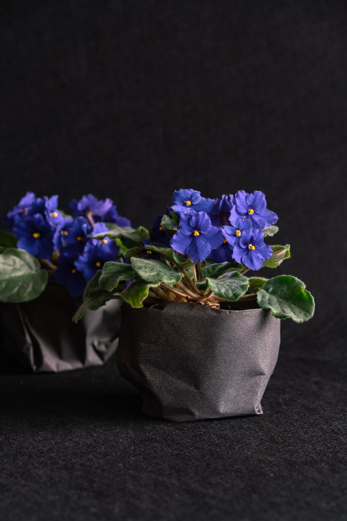 Watering an African Violet, BabaBerry plant guide