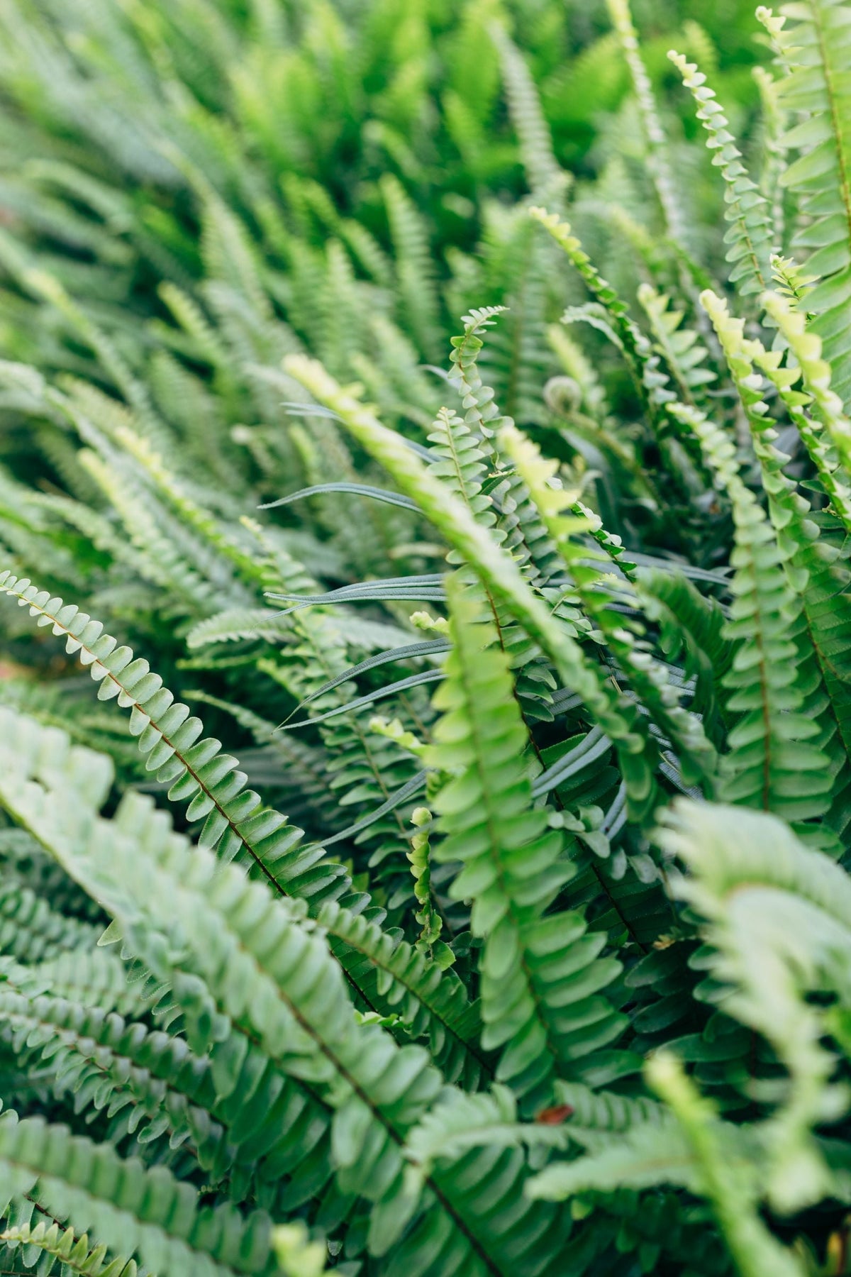 How Often to Water a Nephrolepis, BabaBerry plant guide